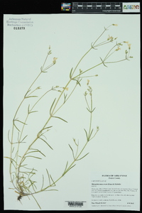 Minuartia muscorum image