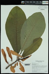 Magnolia tripetala image