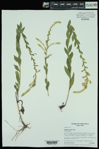 Solidago radula image