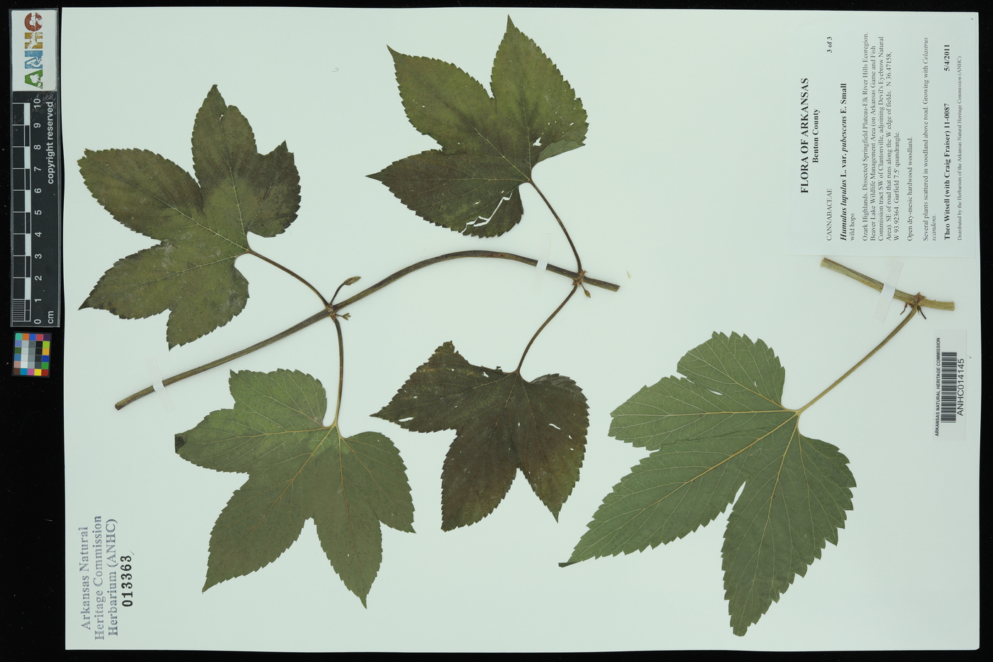 Humulus lupulus var. pubescens image
