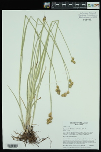 Carex bicknellii image