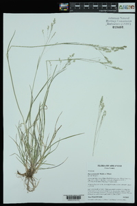 Poa autumnalis image