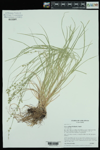 Carex radiata image