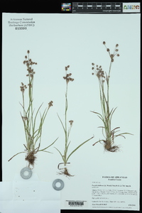 Luzula bulbosa image