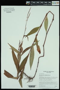 Persicaria setacea image