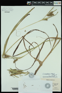 Carex aureolensis image