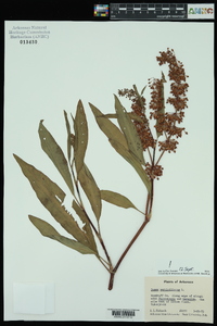 Rumex verticillatus image