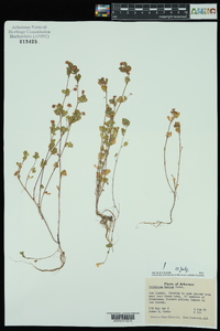 Trifolium dubium image