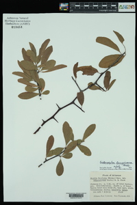 Sideroxylon lanuginosum image