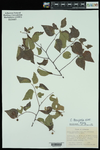 Celtis tenuifolia image