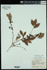 Vaccinium virgatum image