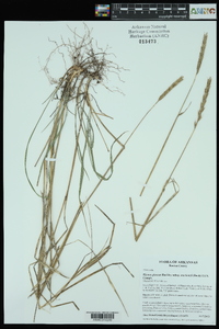 Elymus glaucus image