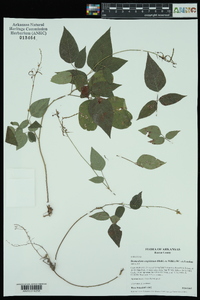 Desmodium cuspidatum image