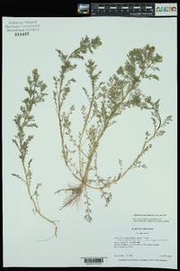 Matricaria discoidea image