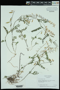 Vicia caroliniana image