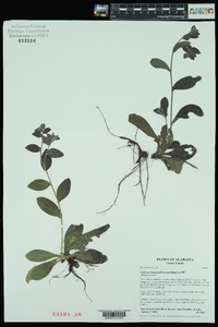 Lithospermum tuberosum image