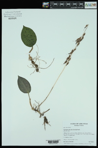 Tipularia discolor image