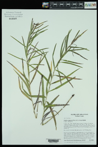 Liatris compacta image