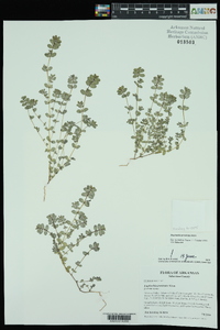 Euphorbia prostrata image