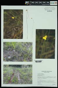 Utricularia subulata image