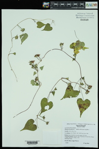 Ipomoea lacunosa image