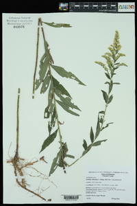 Solidago altissima subsp. altissima image