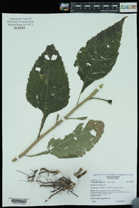 Verbesina virginica image