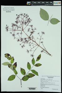 Aralia spinosa image