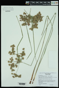 Cyperus pseudovegetus image