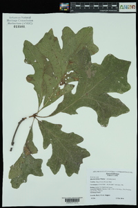 Quercus lyrata image