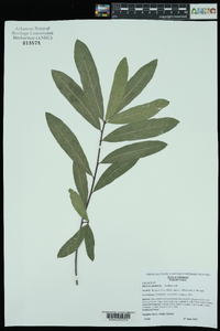 Quercus phellos image