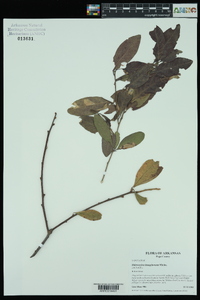 Sideroxylon lanuginosum image