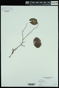 Celtis tenuifolia image