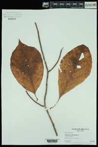 Magnolia acuminata image