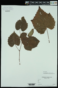 Vitis vulpina image