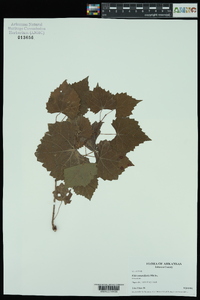 Vitis rotundifolia image