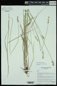 Carex albolutescens image