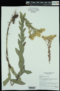 Solidago rigida image