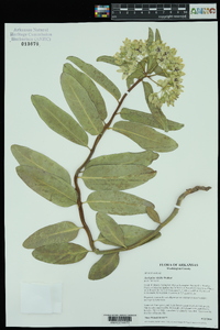 Asclepias viridis image