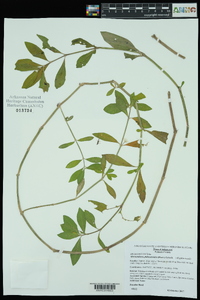 Alternanthera philoxeroides image