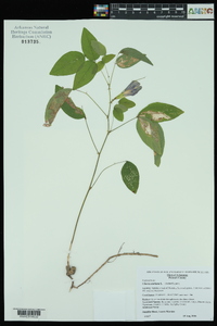 Clitoria mariana image