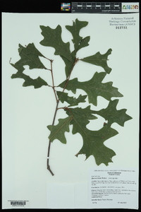 Quercus lyrata image