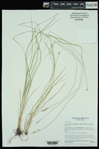 Carex bromoides image