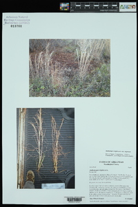 Andropogon virginicus var. virginicus image