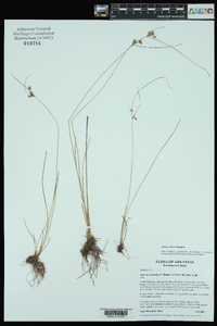 Juncus interior image