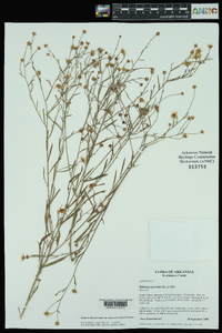 Boltonia diffusa var. interior image