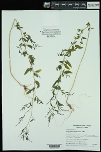 Chenopodium standleyanum image