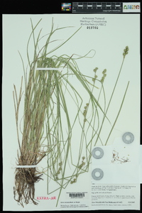 Carex molesta image