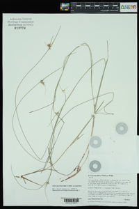 Scleria pauciflora image