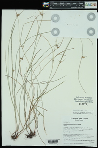 Scleria pauciflora image